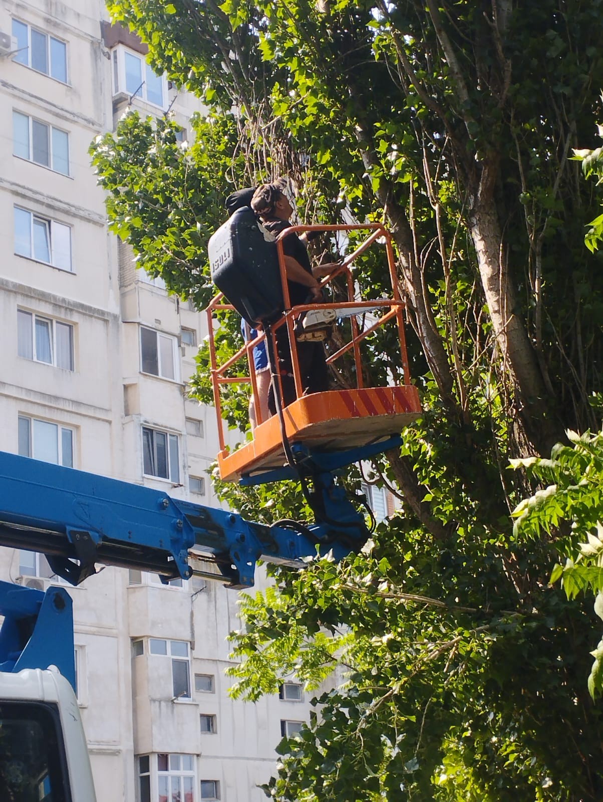 𝐋𝐮𝐜𝐫𝐚̆𝐫𝐢 𝐝𝐞 𝐢̂𝐧𝐭𝐫𝐞𝐭̦𝐢𝐧𝐞𝐫𝐞 𝐚 𝐬𝐩𝐚𝐭̦𝐢𝐢𝐥𝐨𝐫 𝐯𝐞𝐫𝐳𝐢 𝐢̂𝐧 𝐨𝐫𝐚𝐬̦𝐮𝐥 𝐈𝐚𝐥𝐨𝐯𝐞𝐧𝐢: 𝐝𝐞𝐟𝐫𝐢𝐬̦𝐚𝐫𝐞𝐚 𝐚𝐫𝐛𝐨𝐫𝐢𝐥𝐨𝐫 𝐮𝐬𝐜𝐚𝐭̦𝐢 𝐬̦𝐢 𝐢̂𝐧𝐠𝐫𝐢𝐣𝐢𝐫𝐞𝐚 𝐳𝐨𝐧𝐞𝐥𝐨𝐫 𝐩𝐮𝐛𝐥𝐢𝐜𝐞