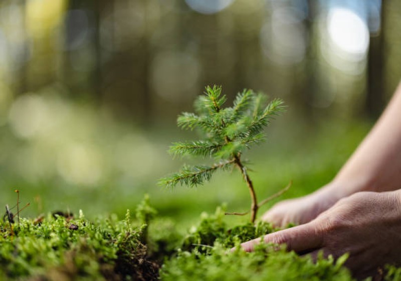 Inițiativa verde - împădurirea orașului Ialoveni