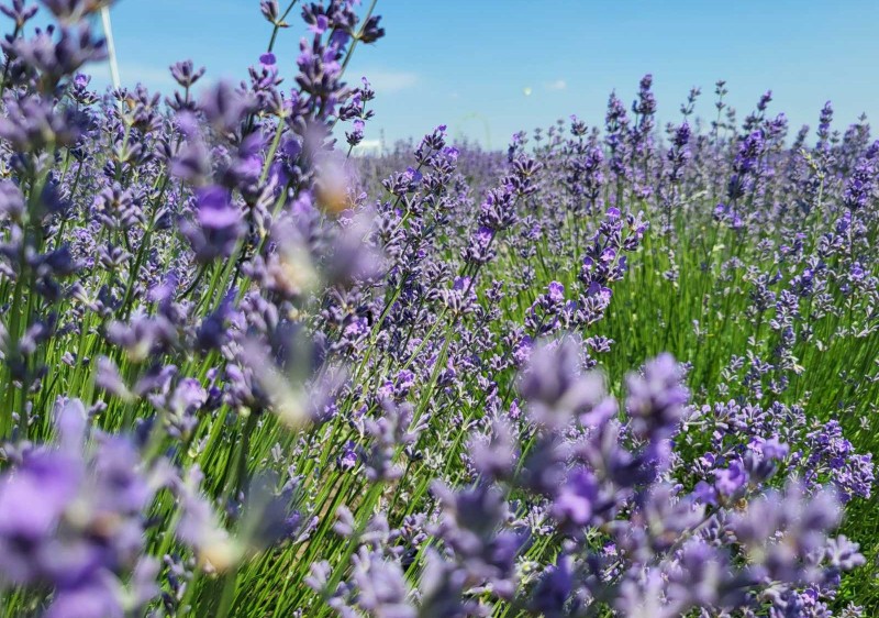 🌿 „Lavanda de Lux” – un colț de poveste în inima orașului Ialoveni